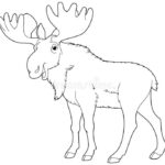 Moose Coloring Page Stock Illustrations –  Moose Coloring Page