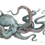 Octopus Illustration In Water Color Paint And Black Pen – Etsy