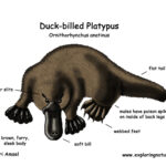 Platypus (Duck Billed)