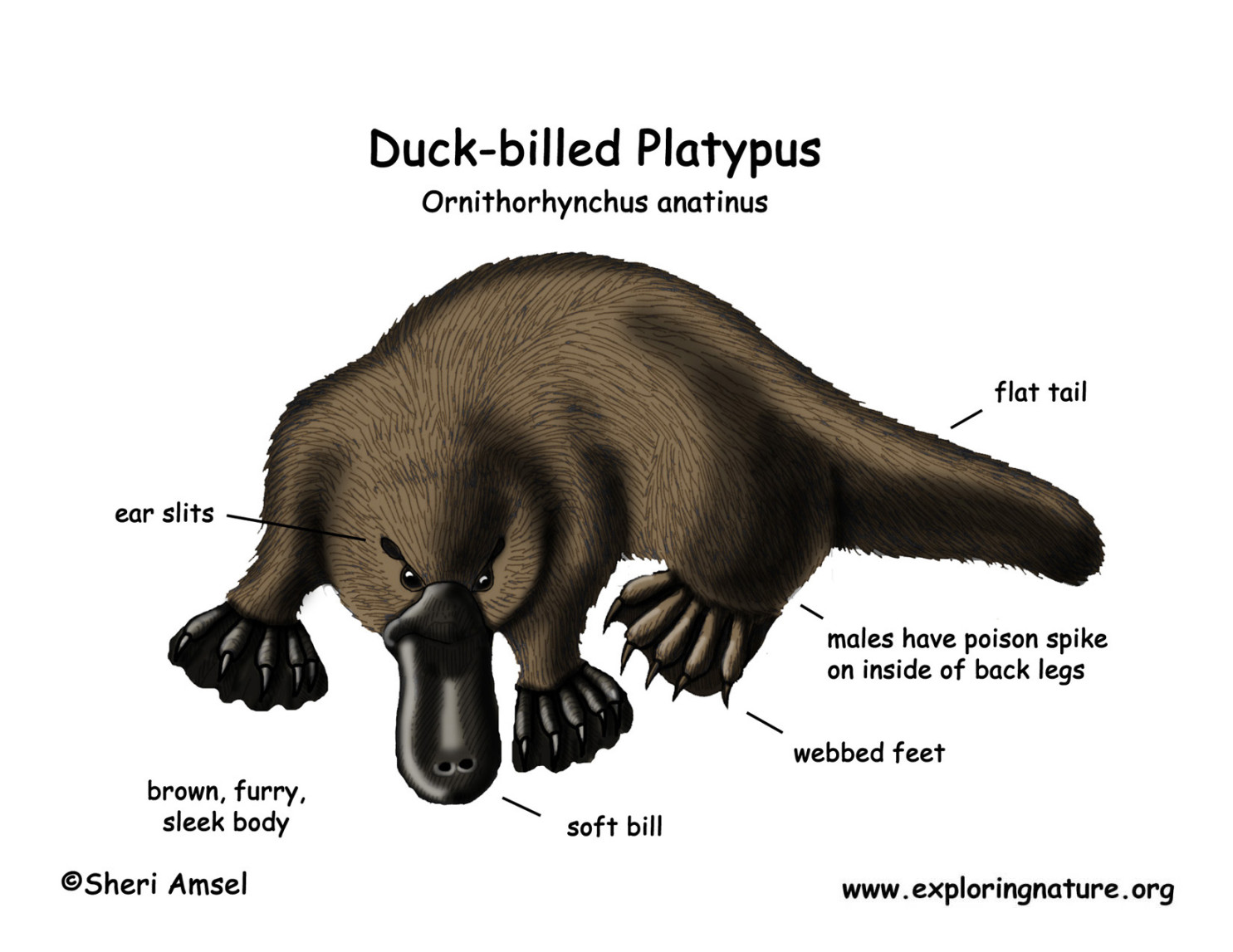 Platypus (Duck-billed)