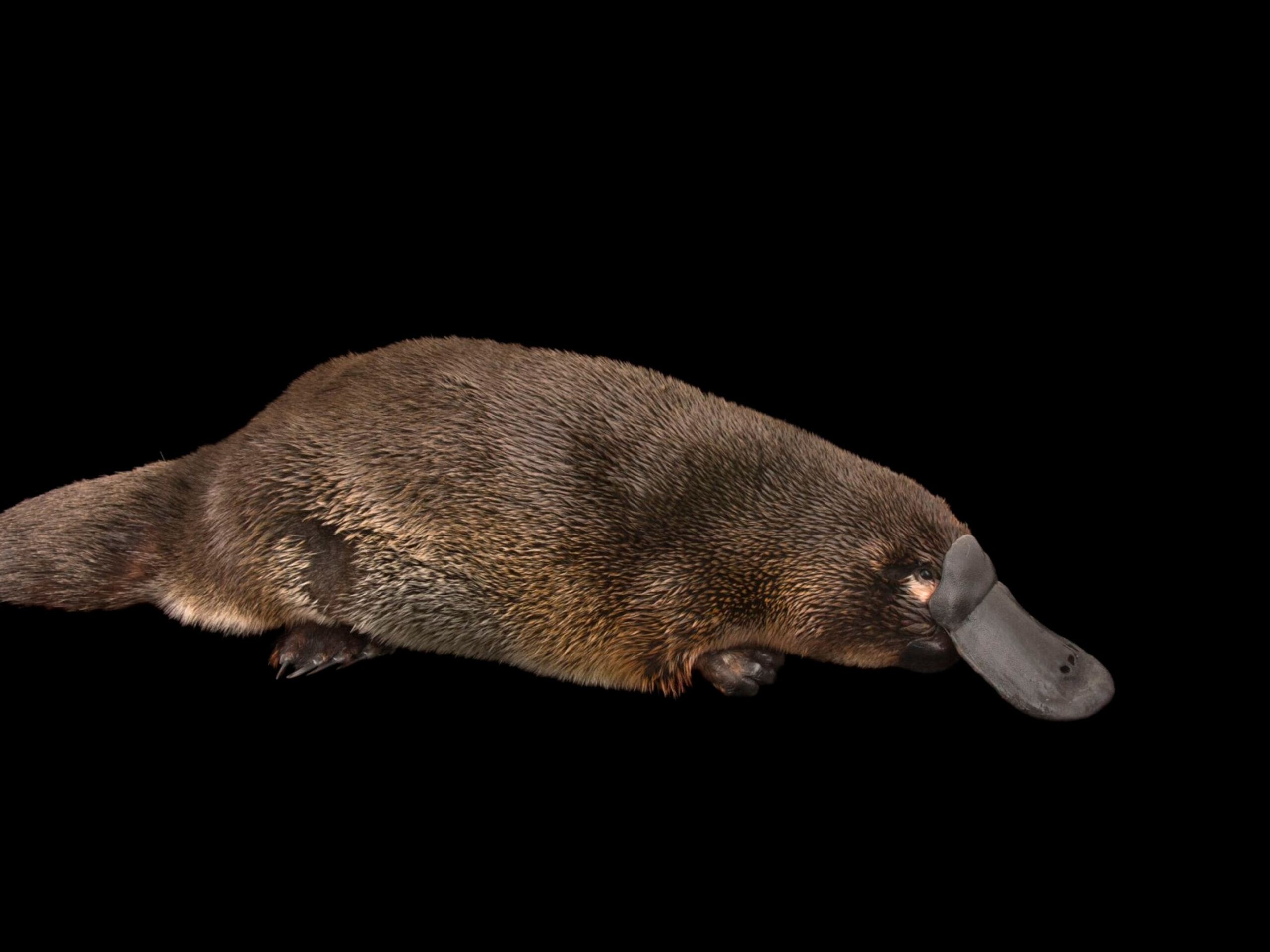 Platypus  National Geographic