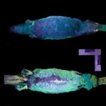 Platypuses Glow Green Under Ultraviolet Light  Smart News