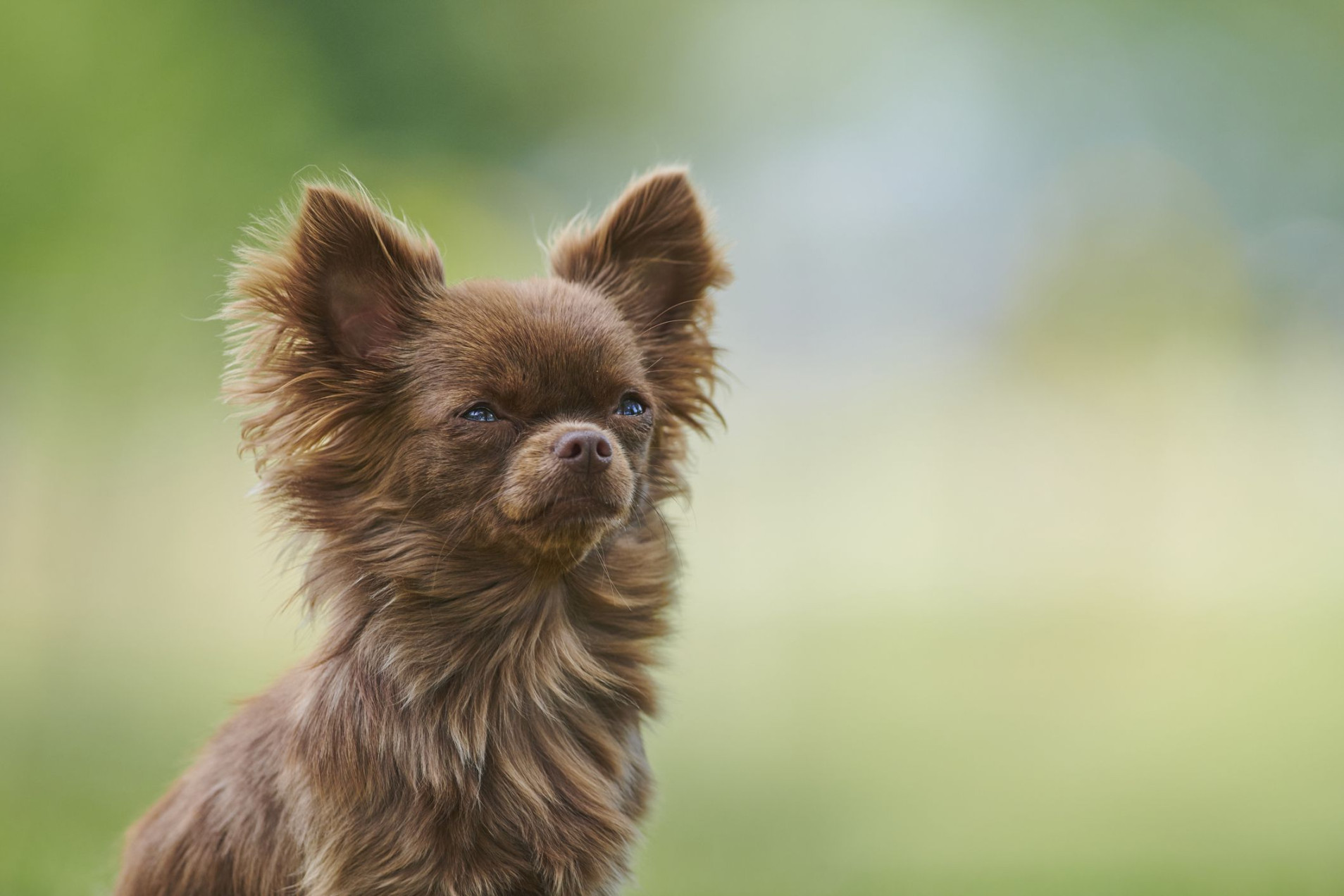 Popular Brown Dog Breeds