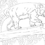 Realistic Red Panda Coloring Page  Free Printable Coloring Pages