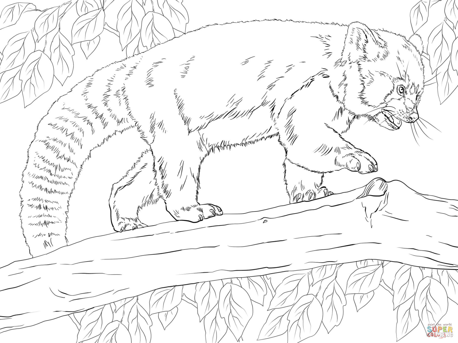 Realistic Red Panda coloring page  Free Printable Coloring Pages