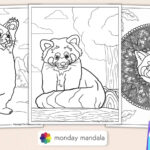 Red Panda Coloring Pages (Free PDF Printables)