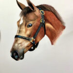 Schpirerr Farben Colored Pencil Speed Drawing Of Horse — The Art