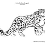 Snow Leopard Coloring Page