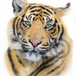 Sumatran Tiger – Color Pencil Drawing Print – Big Cat Art – Artwork Signed  By Artist Gary Tymon –  Sizes –  Prints – Pencil Portrait