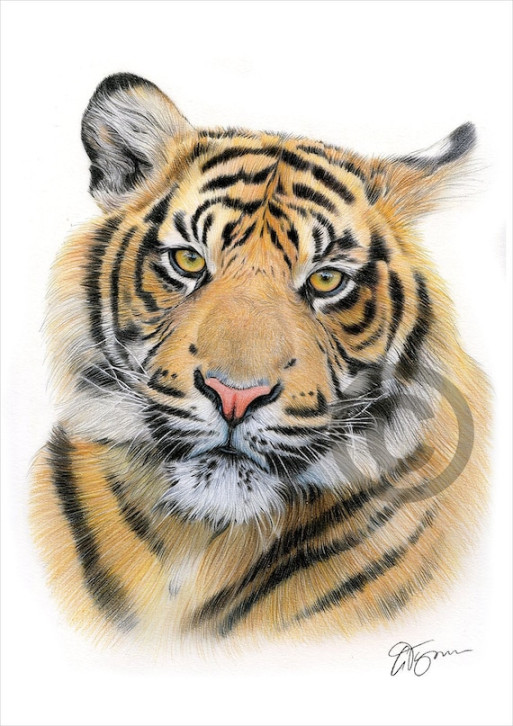 Sumatran Tiger - color pencil drawing print - big cat art - artwork signed  by artist Gary Tymon -  sizes -  prints - pencil portrait