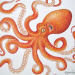 Tangled Orange Octopus Original Colored Pencil Drawing – Etsy