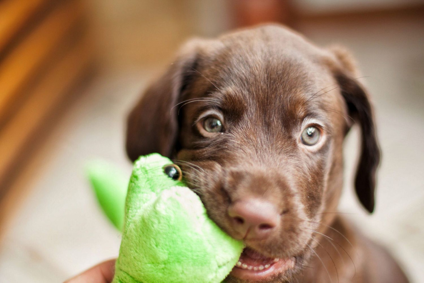 The Ultimutt Brown Dog Names for Your Chocolate-Colored Pup