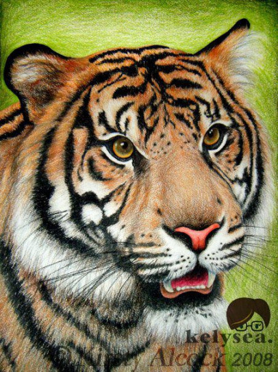 Tiger colour drawing by kelysea  Watercolor tiger, Animal