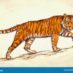 Tiger Draw Stock Illustrations – , Tiger Draw Stock