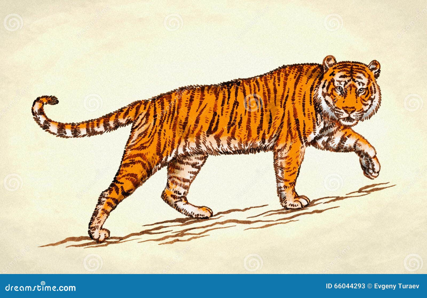 Tiger Draw Stock Illustrations – , Tiger Draw Stock