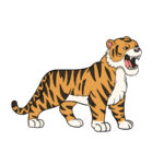 Tiger Drawing – How To Draw A Tiger Step By Step