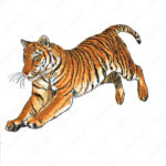 Tiger Jump Hand Draw And Paint Color On White Background Vector