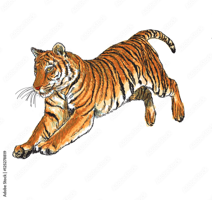 Tiger jump hand draw and paint color on white background vector