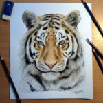 Tiger Pencil Drawing By AtomiccircuS On DeviantArt  Realistic