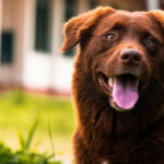 Top  Brown Dog Breeds: Small, Big, Fluffy & More (With Pictures