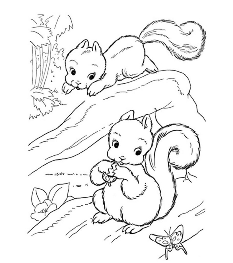 Top  Free Printable Squirrel Coloring Pages Online