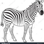 , Zebra Coloring Book Images, Stock Photos & Vectors