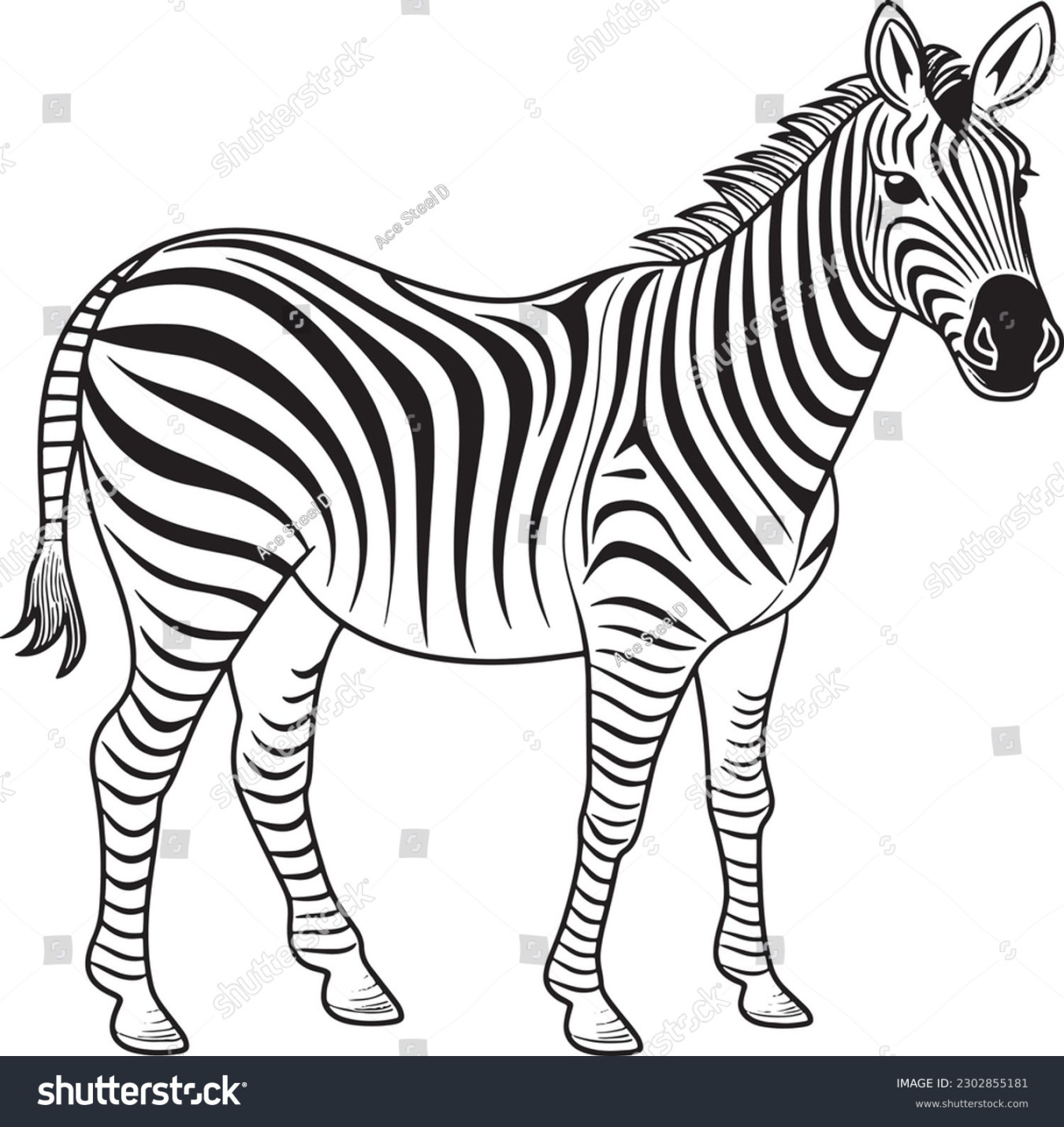 , Zebra Coloring Book Images, Stock Photos & Vectors